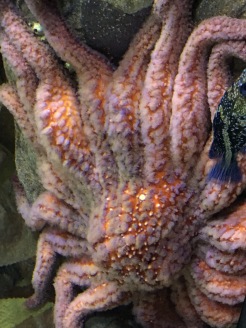 Octopus at Oceanarium, Lisbon