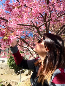 Cherry Blossom Trees in Kawaza, Japan
